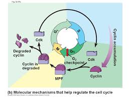 Bioflix Activity Mitosis The Cell Cycle Chapter 12 The Cell Cycle 2 Fig 12 Un1 Telophase And Cytokinesis Anaphase Metaphase Prometaphase Prophase Mitotic M Phase Cytokinesis Mitosis S G1g1 Ppt Download