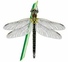 Image result for Triumfetta brachyceras