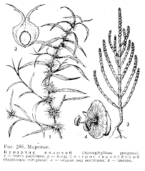 Image result for Mesanthemum glabrum