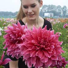 We embrace sustainable farming practices and we see our business as a way to keep rural economies and properties thriving. Dahlia Bulbs Dinnerplate Emory Paul Dahlia Tubers Eden Brothers