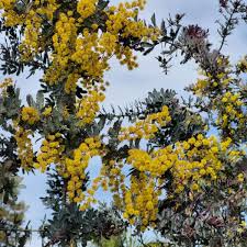 Image result for Acacia montigena