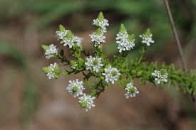 Image result for Selago dinteri