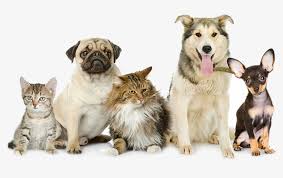 Pet Waste Removal Animals In A Group Transparent Png 780x436 Free Download On Nicepng