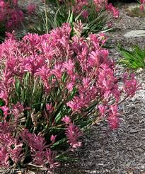 Image result for Anigozanthos