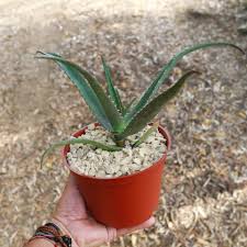 Image result for Aloe wollastonii