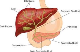 If damage to your liver is minimal and the cancer is contained in a small part of your liver, it may be possible to remove the cancerous cells during surgery. Pin On Medical