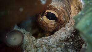According to national geographic, the common one time, a shark gets her whole arm in an attack, but the octopus is able to grow one back after the frightening incident. My Octopus Teacher Review That Moment In
