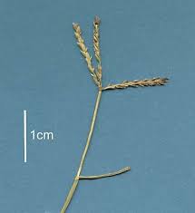 Image result for Cynodon aethiopicus