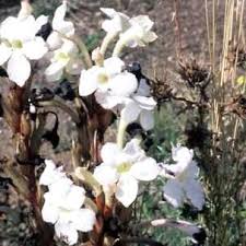 Image result for Harveya