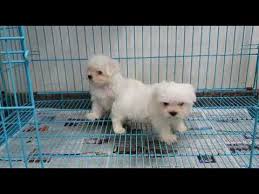 Please reach out to me t. Maltese Puppies For Sale In Chennai Youtube