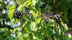 Wann sind die holunderbeeren reif? Schwarzer Holunder Sambucus Nigra Garten Wissen