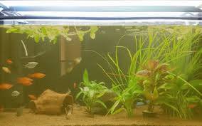 To help loosen the soil, aerate your lawn with either a core aerator or a rake. How To Fix Brown Or Yellow Fish Tank Water Aquariumnexus