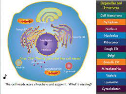 Label and show the locations of the following organelles on the diagram of a animal cell below. Cell Explorer The Animal Cell Best Science Apps