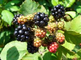 Image result for Rubus kirungensis
