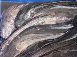 Ikan keli or catfish farming is now very popular in malaysia where tons of table fish are exported to indonesia.training courses for breeding of ikan keli is. File Mangur Singada Jpg Wikimedia Commons