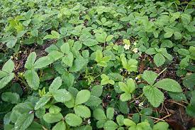 Check spelling or type a new query. Plant Native Ground Covers Make America Green Again