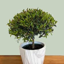 Image result for Eugenia