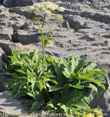 Image result for Nile Green 1949 Nash