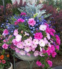 Double And Single Pink Petunias With Lobelia And Dusty Miller Container Flowers Container Gardening Flowers Flower Pots