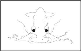 Ocean animal facts and coloring pages. Sea Animals Coloring And Tracing Pages