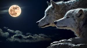 38 Wolf Full Moon Wallpaper On Wallpapersafari