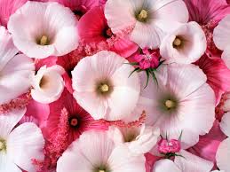 Selain bunga tulip yang cantik, bunga tulip ini juga sangat cocok untuk dijadikan sebagai gambar sketsa bunga. Gambar Bunga Bergerak Cantik Gratis Cikimm Com