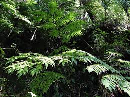 Image result for Ptisana