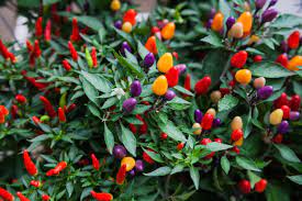 Unlike many ornamental plants that are celebrated for their flowers, these pepper plants are valued for their fruit that appears in mid to late summer. Are Ornamental Peppers Edible