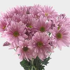 Pompon Daisy Lavender Flowers Wholesale Blooms By The Box