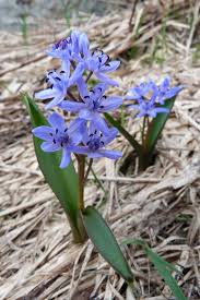 Image result for Scilla benguellensis