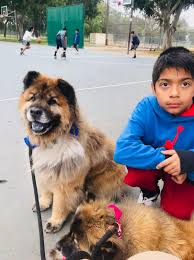 Chelsea handler is mom to two new dogs. Chelsea Handler On Twitter When My Cleaning Lady Kidnaps My Dogs And They Prefer It Bertandbernice