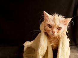 homemade anti flea shampoo for cats diy home remedies for fleas flea shampoo for cats cat fleas flea spray for cats