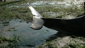 Ik twijfelde niet, deed mijn schoenen uit en trok hem aan zijn staart de zee in. de reddingsactie bleek succesvol: Meer Bruinvissen In Het Water Rond Zeeland Nos Jeugdjournaal