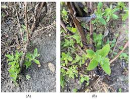 Image result for Laggera crispata