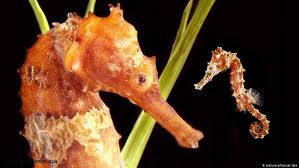 Jika anda pemilik yang bangga akan kuda atau anak kuda baru anda, selamat! Jumlah Ikan Menurun Rwanda Ambil Langkah Penambahan Iptek Laporan Seputar Sains Dan Teknologi Dan Lingkungan Dw 10 04 2021