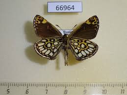 Image result for Heteropterus morpheus