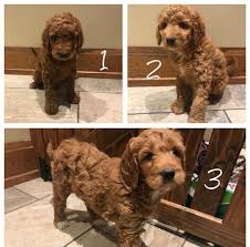 Our puppies are always happy and excited to meet new people as are we. F1b Goldendoodle Puppies All Girls For Sale In Lima Ohio Classified Americanlisted Com