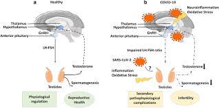 A review of the literature is also presented. Testicular Atrophy And Hypothalamic Pathology In Covid 19 Possibility Of The Incidence Of Male Infertility And Hpg Axis Abnormalities Springerlink