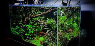 Aquascape