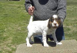 It's also free to list your available puppies and litters on our site. English Setters For Sale Petfinder