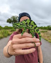 Image result for Micrococca capensis