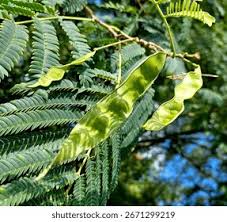 Image result for Fabaceae subfamily Mimosoideae