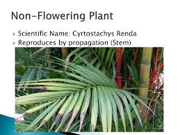 Check spelling or type a new query. Ppt Science Nature Trail Lss Ace Powerpoint Presentation Free Download Id 2027939