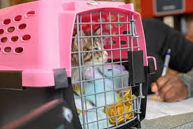 If you are interested in adoption, please download our adoption application for the animal you would like to meet, and email the application to info@cherrylandhumane.org. Rehoming Maryland Spca
