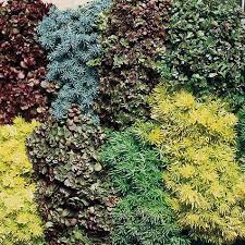 Check spelling or type a new query. Rock Garden Blend Sedum Seeds Perennial Flower Seeds