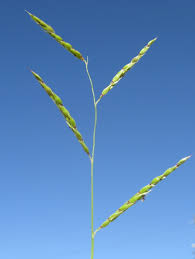 Image result for Eriochloa