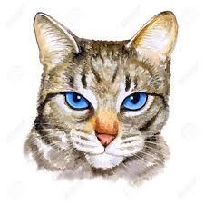 Cats with dark blue eyes were discovered in new mexico among feral cat populations. Watercolor Colseup Portrait Of Ojos Azules Breed Cat With Blue Stock Photo Picture And Royalty Free Image Image 55614364