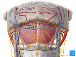 Lymph nodes in the neck and other parts of the body commonly swell in response to fighting diseases. Lymph Nodes Of The Head Neck And Arm Kenhub