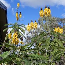 Image result for Senna didymobotrya