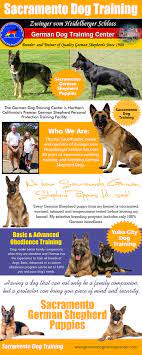 German shepherd dog puppies and dogs for sale near scarborough, maine, usa area on puppyfinder.com German Shepherd Training Classes Near Me Cosmic Gaming